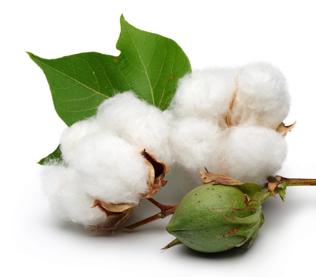 Cotton isolated on white background